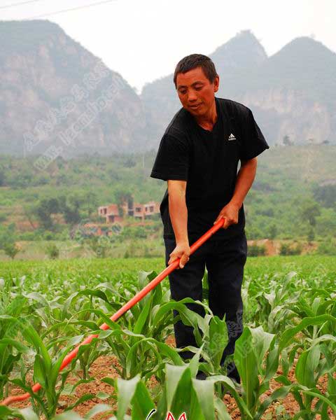 图片中人的是龙庆峡老马农家乐的主人老马叔